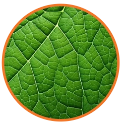 Organic Image